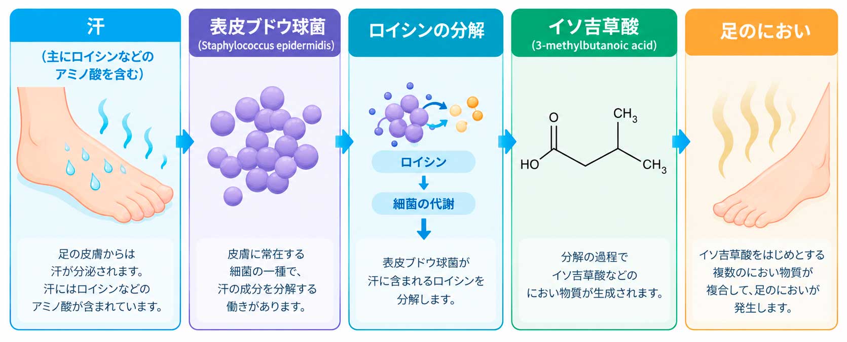 足の臭いが発生するフロー